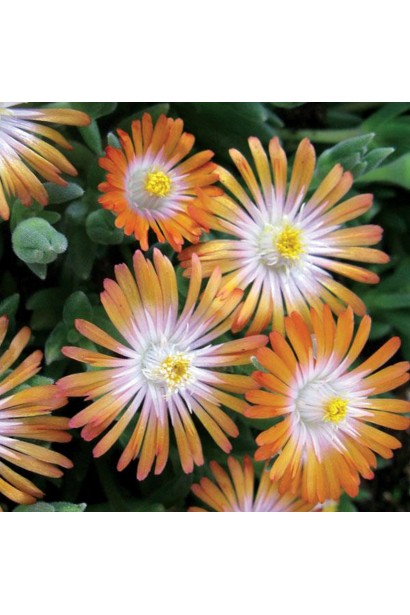 Delosperma Jewel of Desert Topaz
